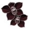 schwarze orchidee